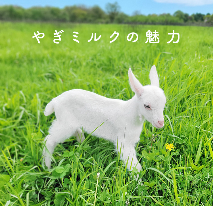 やぎミルクの魅力